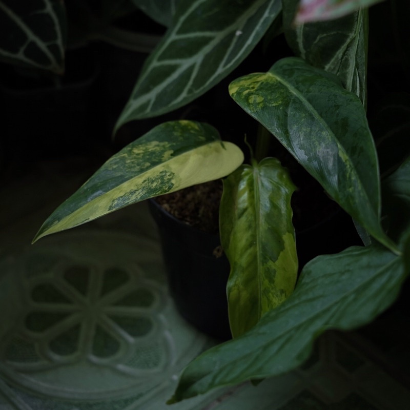 Philodendron Domesticum Variegata