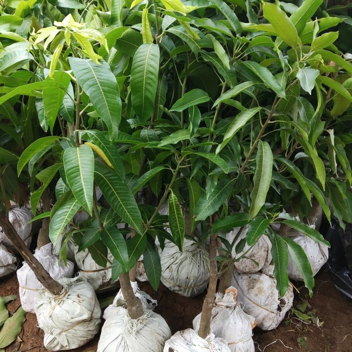 BIBIT TANAMAN BUAH MANGGA MAHATIR SUPER-MANGGA MAHATIR MURAH SUPER