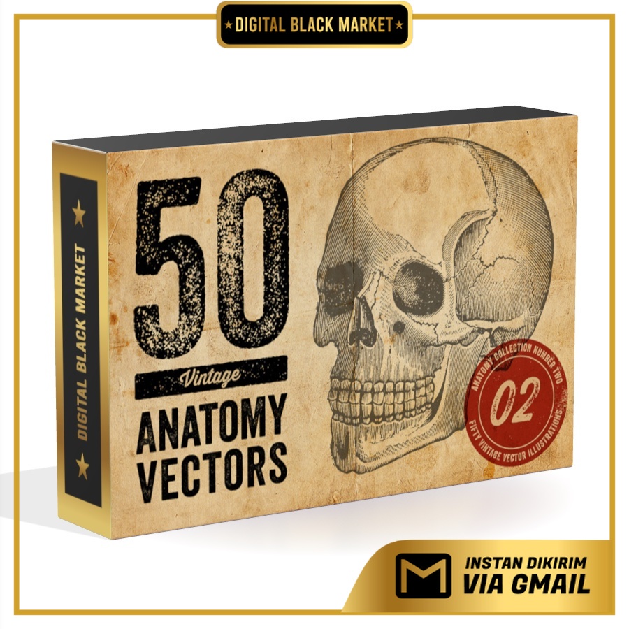Vintage Anatomy Illustration Vector