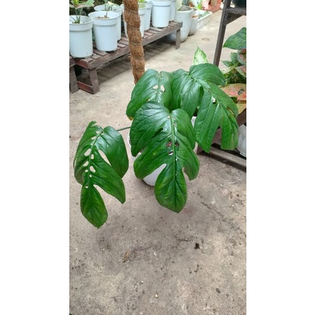 monstera borneo/amydrium