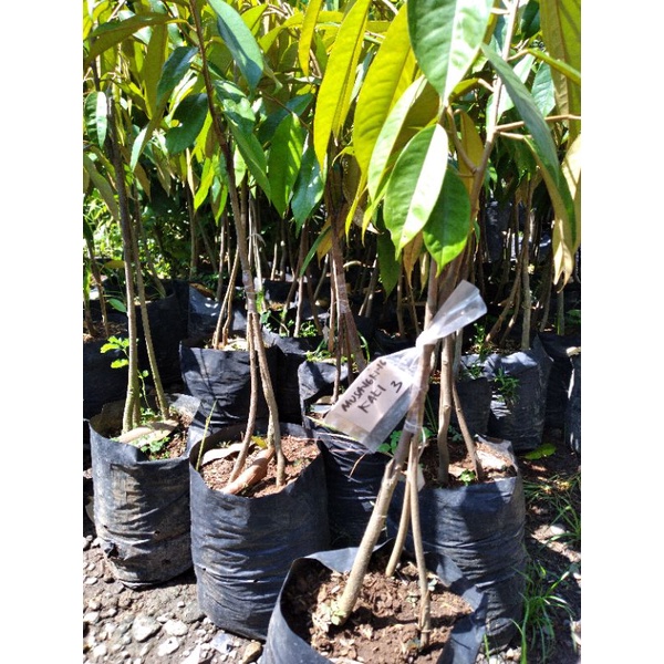 bibit durian musang king kaki 3