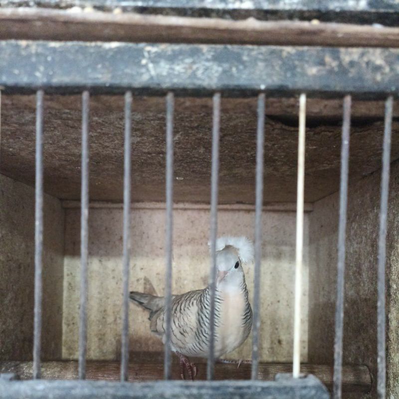 Burung perkutut silver jambul songgoratu