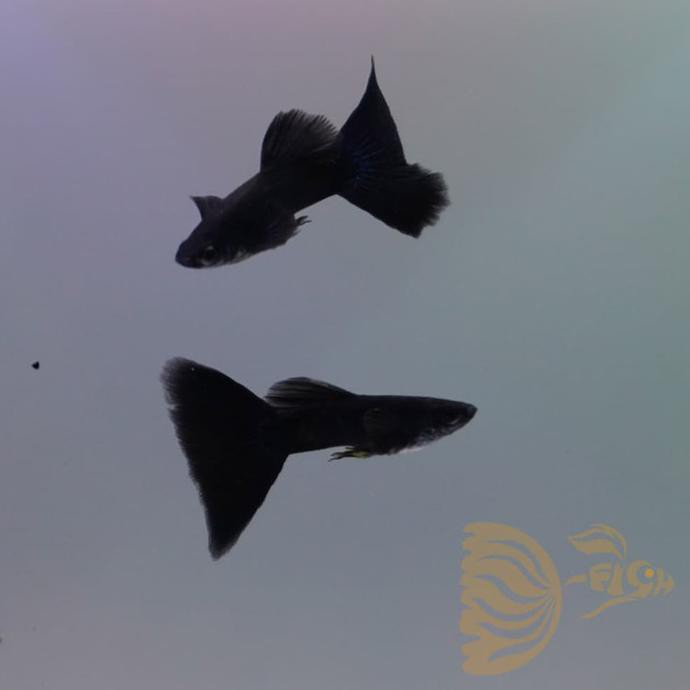 Ready Stock] Ikan Guppy Black Moscow Full Black Couple Indukan