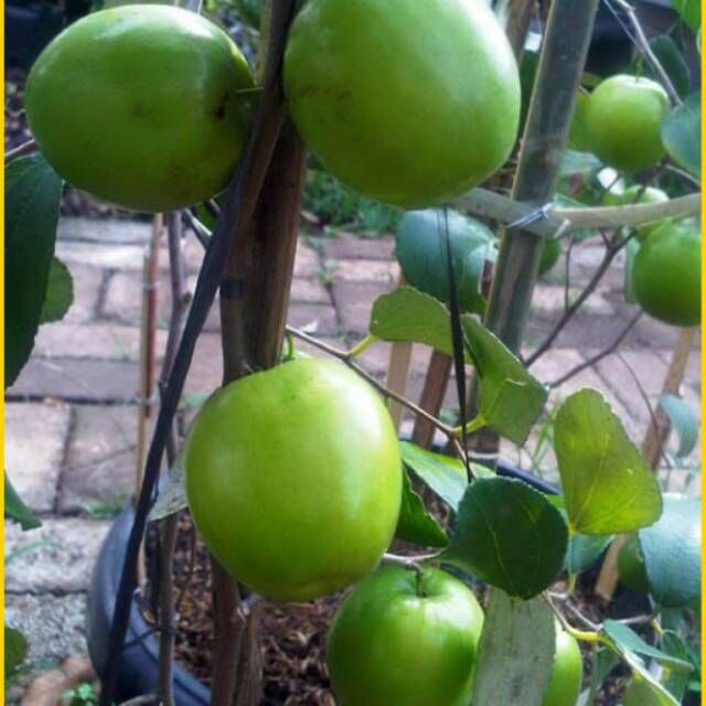 Apel Putsa (India) Kondisi Berbunga/Berbuah