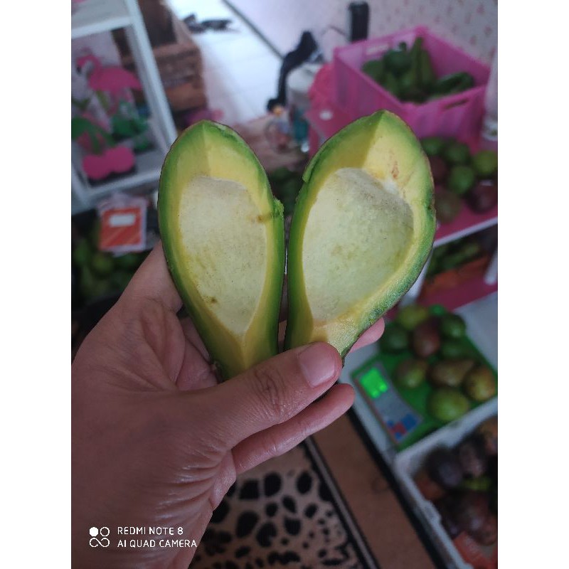 

Alpukat Mentega