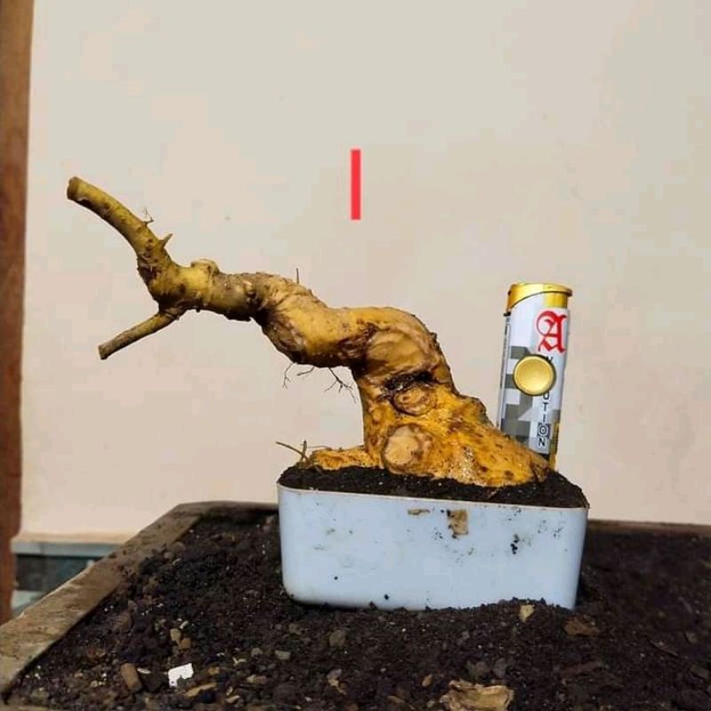 BAHAN BONSAI SERUT SMALL KERDIL PROSPEK