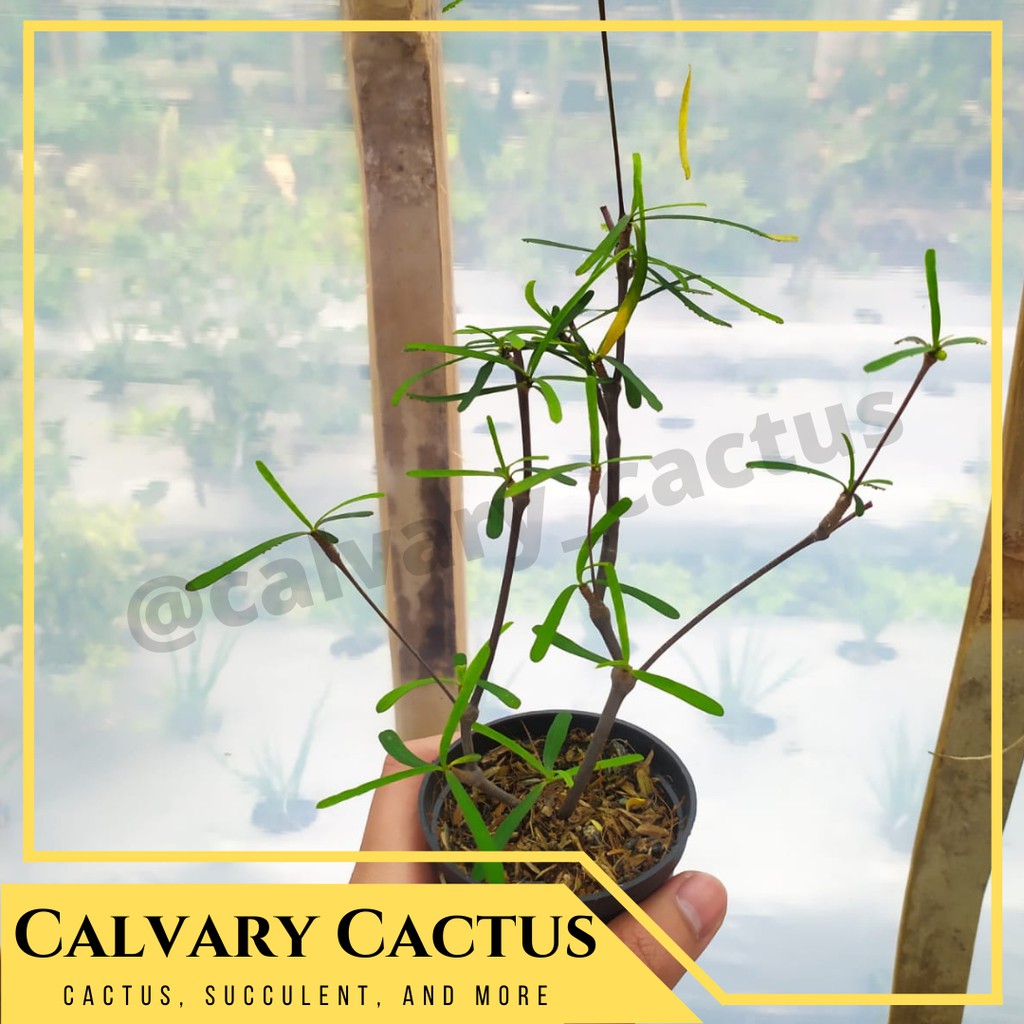 Euphorbia Hedyotoides (CUTING / BELUM BERUMBI)