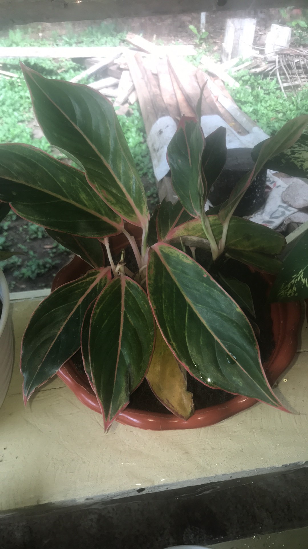 Tanaman Aglaonema Lipstik Pink/ Lipstik Kelasik