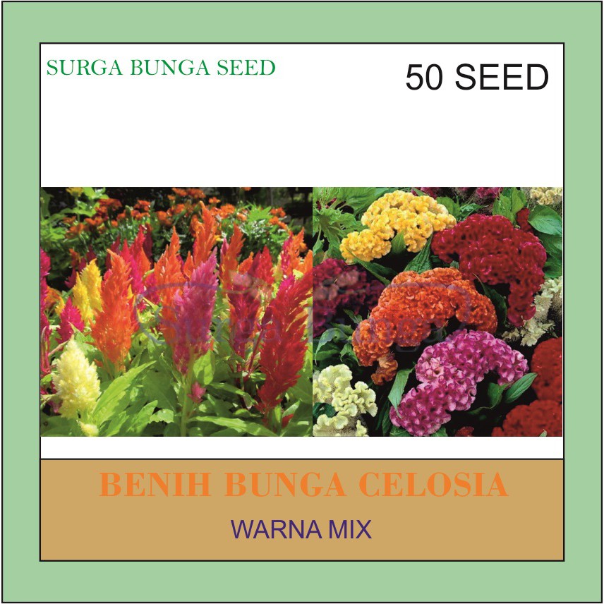 Benih Tanaman Bunga Celosia F1 Mix