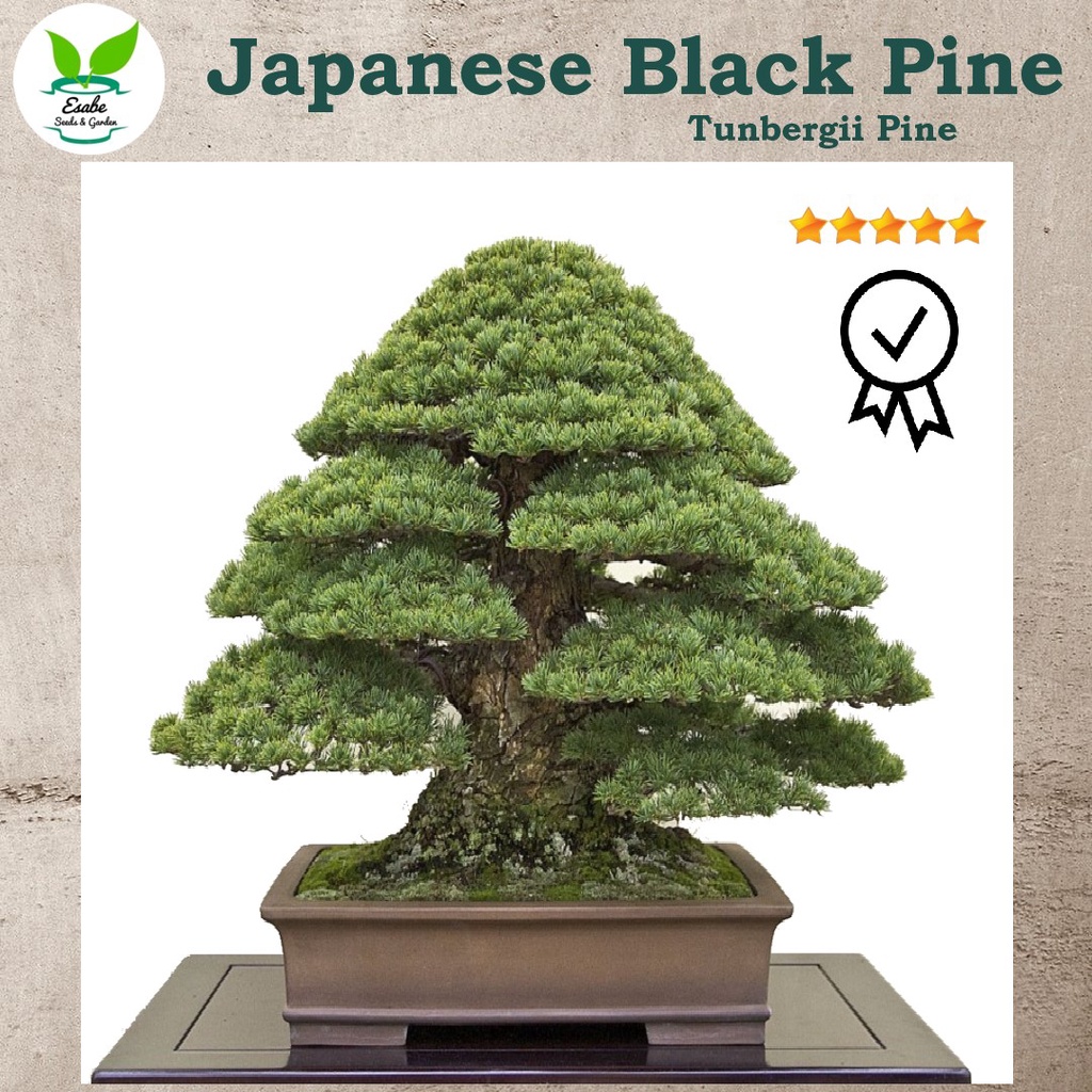 Benih Biji Bonsai Japanese Black Pine Premium