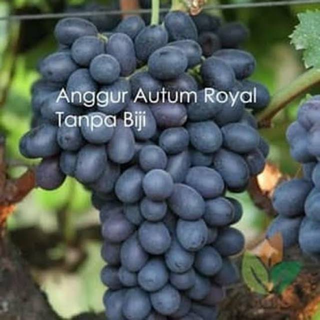 Bibit anggur import royal autum  tanpa biji