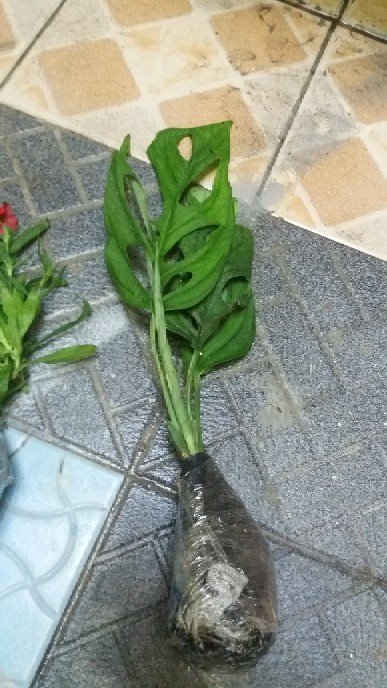 Tanaman Hias Philodendron Swiss(swiss Ceese Vine)