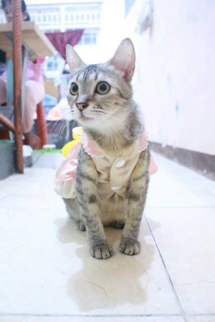 Dress satin diskon 7.7 dress lucu untuk kucing size S M L XL