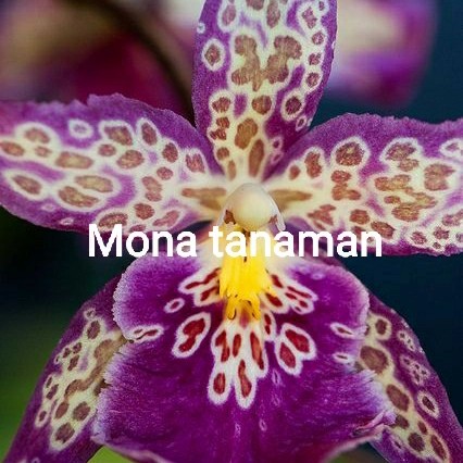 bibit bunga anggrek dendrobium bunga anggrek dendrobium bunga anggrek .