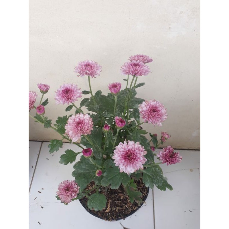 KRISAN ASTER WARNA RANDOM COD MURAH | TANAMAN HIAS MURAH BERBUNGA KRISAN ASTER 250g