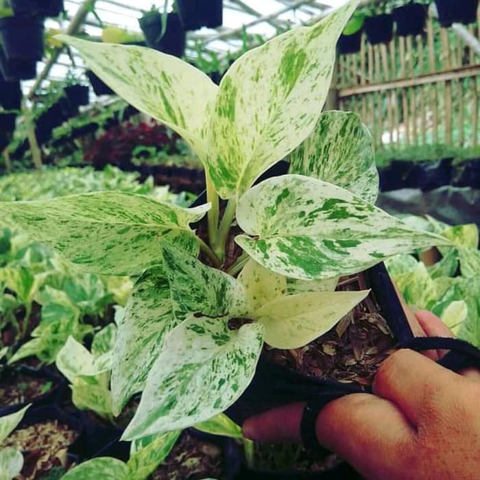 tanaman hias sirih gading putih varigata - srigadimg varigata