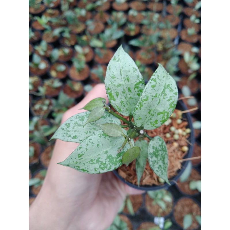 Hoya Lacunosa Silver Lime Size S