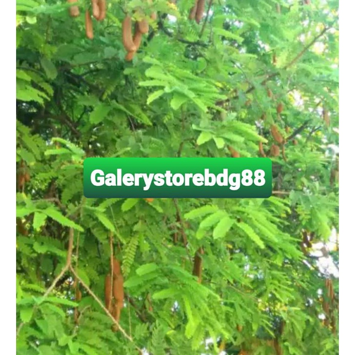 Daun asam jawa segar petik langsung 1 kg