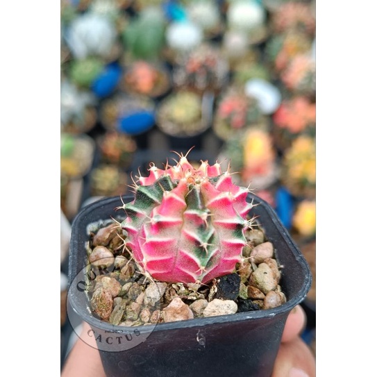 Kaktus Gymnocalycium Mihanovichi Starfire