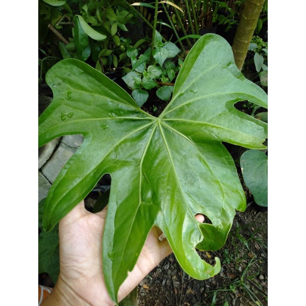 anthurium pedatoradiatum / anthurium jari