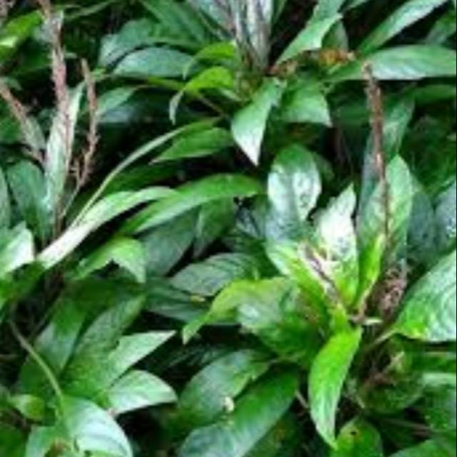 

250 gram daun reundeu
