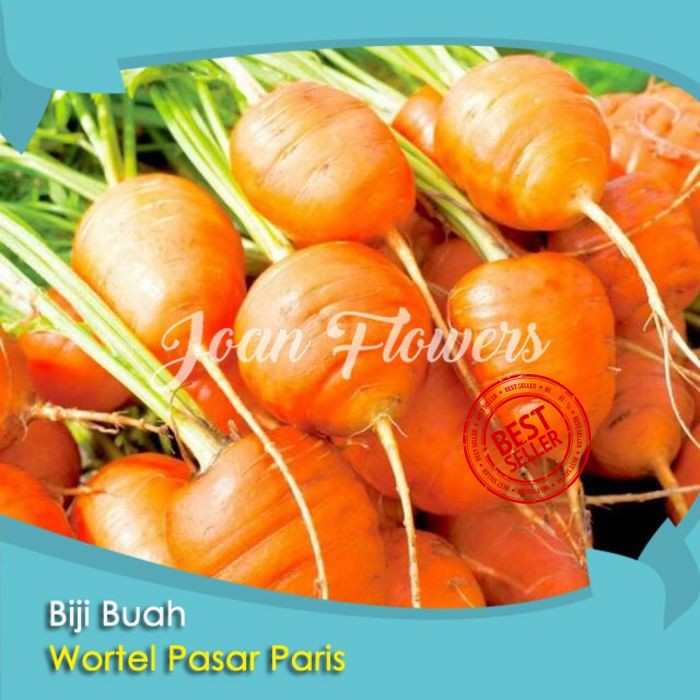 Bibit Tanaman Buah Wortel Pasar Paris Benih Bibit Tanaman Hias Untuk Dekorasi Rumah