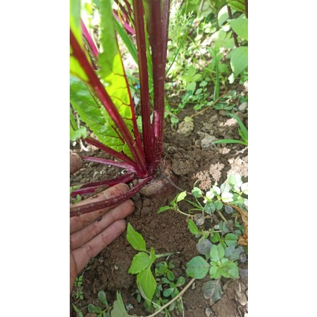 

buah bit/beet root 1 kg + bibit nya 10 biji