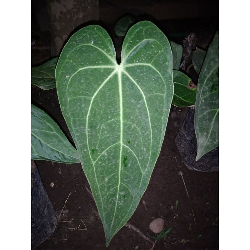 

Kuping Gajah/Anthurium Magnesium Yang Daun Besar