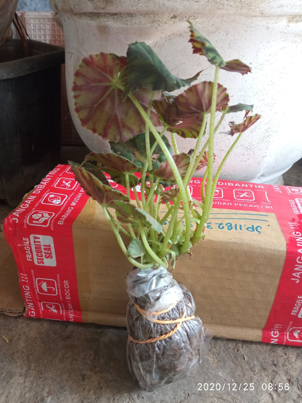 Begonia Kerang