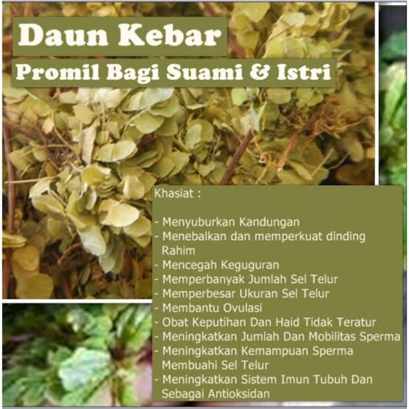 

Rumput Daun Kebar Asli Papua Original Herbal Untuk Promil (Program Hamil)