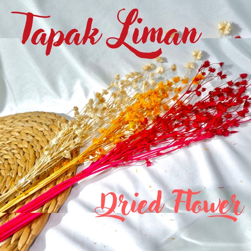 Jual Bunga Tapak Liman Dried Flower Bunga Kering Dekorasi Foto