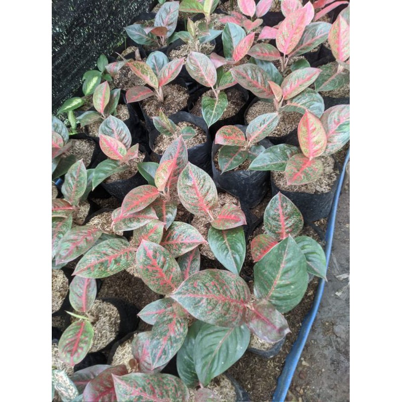 aglaonema red stardas merah lokal