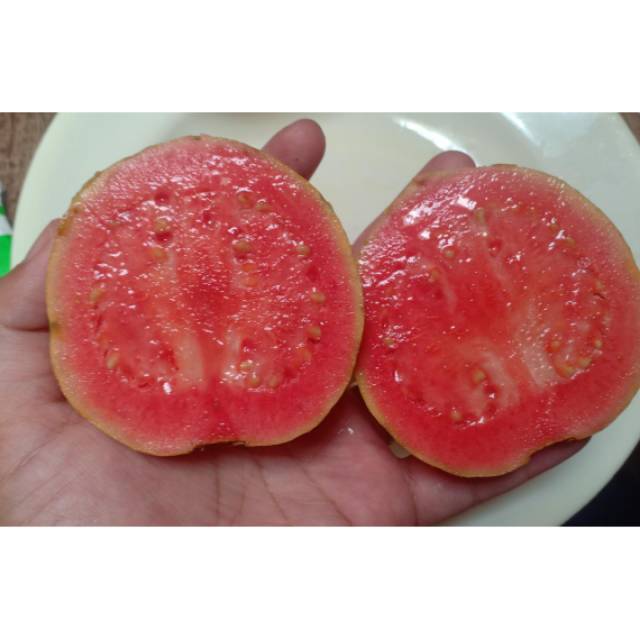 

Jambu merah biji berkualitas