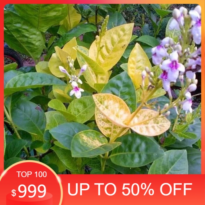 tanaman melati jepang - bunga melati jepang