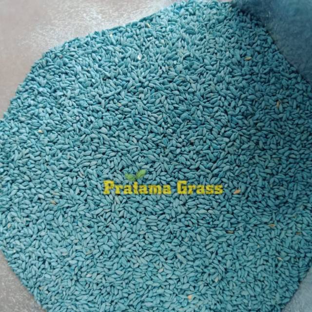 Benih rumput gajah mini - bibit rumput gajah