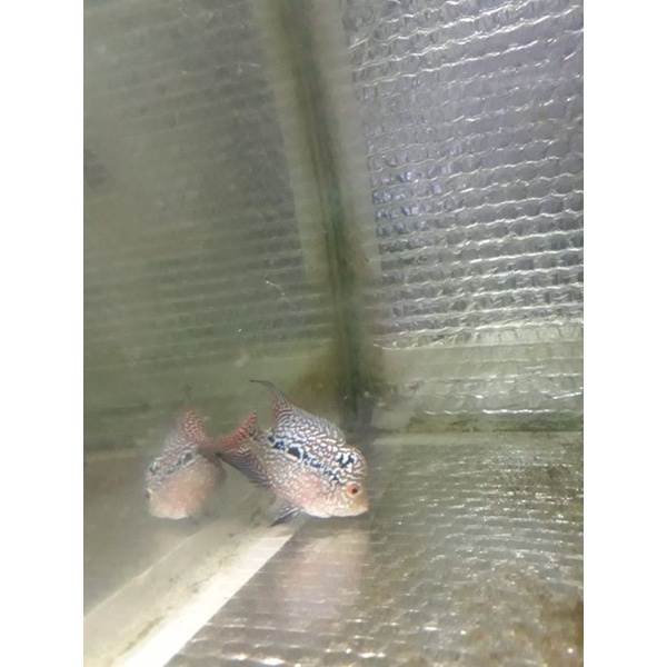 ikan louhan Kamfa GB 100% ORI Thailand