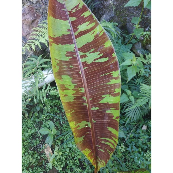 Tanaman Hias Koleksi Langka Pisang Variegata Mewah Real