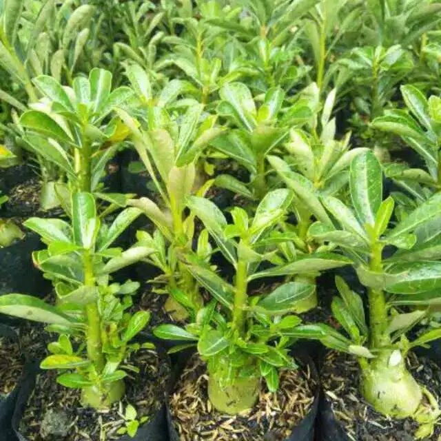 paket 5 kamboja jepang adenium