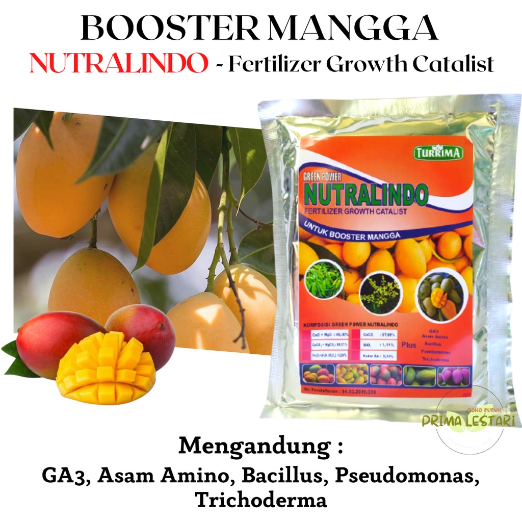 Pupuk Perangsang Buah Mangga, Pupuk Mangga Booster, Pupuk Mangga Supaya Cepat Berbuah, Booster Mangg