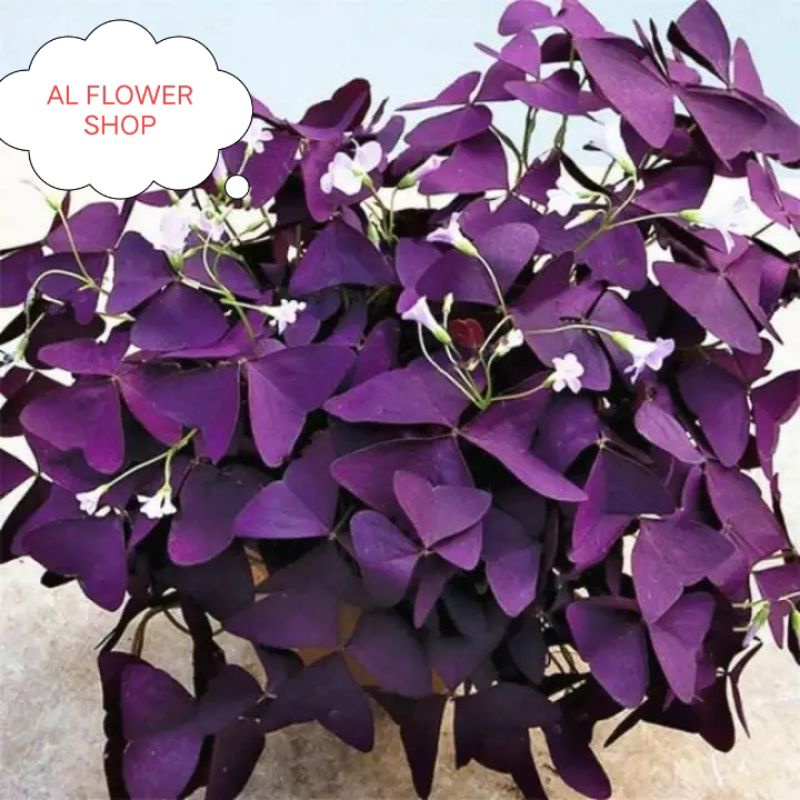 (BISA COD) TANAMAN HIAS/ BUNGA HIAS KUPU KUPU OXALIS TRINGULARIS UNGU DAN OXALIS TRINGULARIS HIJAU