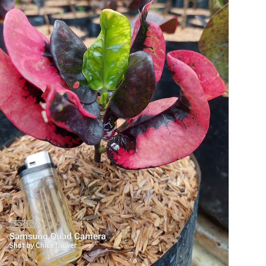 SHOPEE 7.7 JUAL TANAMAN HIAS PURING APEL KLX CANTIK HARGA MURAH BERKUALITAS / PURING KLX / PURING MU