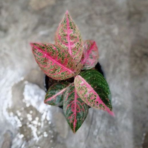 aglaonema reanita surya