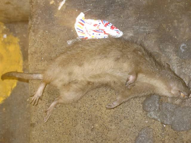 Ramtus Racun Tikus Got Curut Paling Ampuh Pembasmi Tikus Dirumah Racun Tikus Di Mesin Mobil 1 Pack
