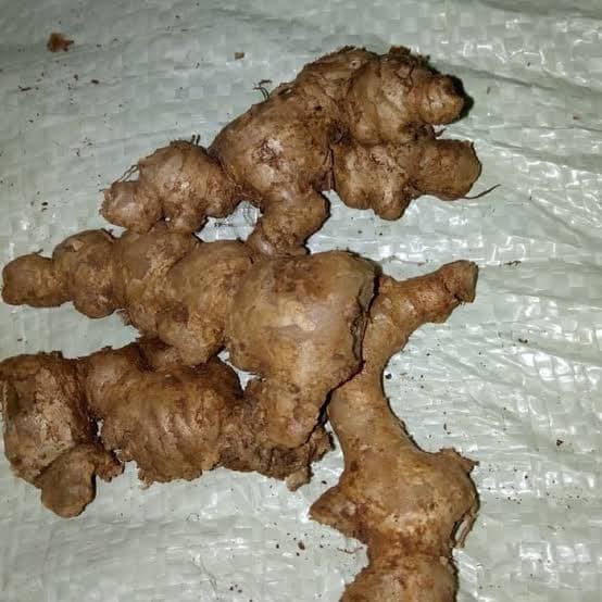 

jahe emprit 500 gram fresh