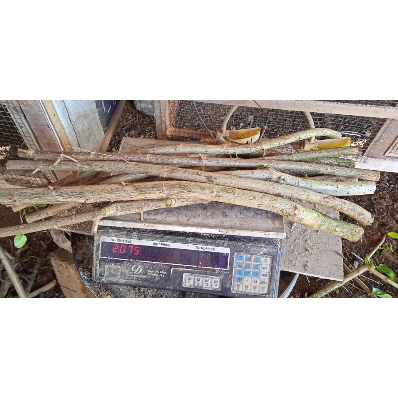 Sancang bahan stek kiloan