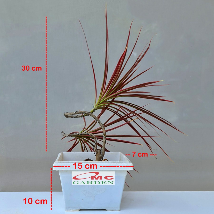 Bonsai Bonsae Dracaena Marginata Tree Tricolor Tri Color Merah 001