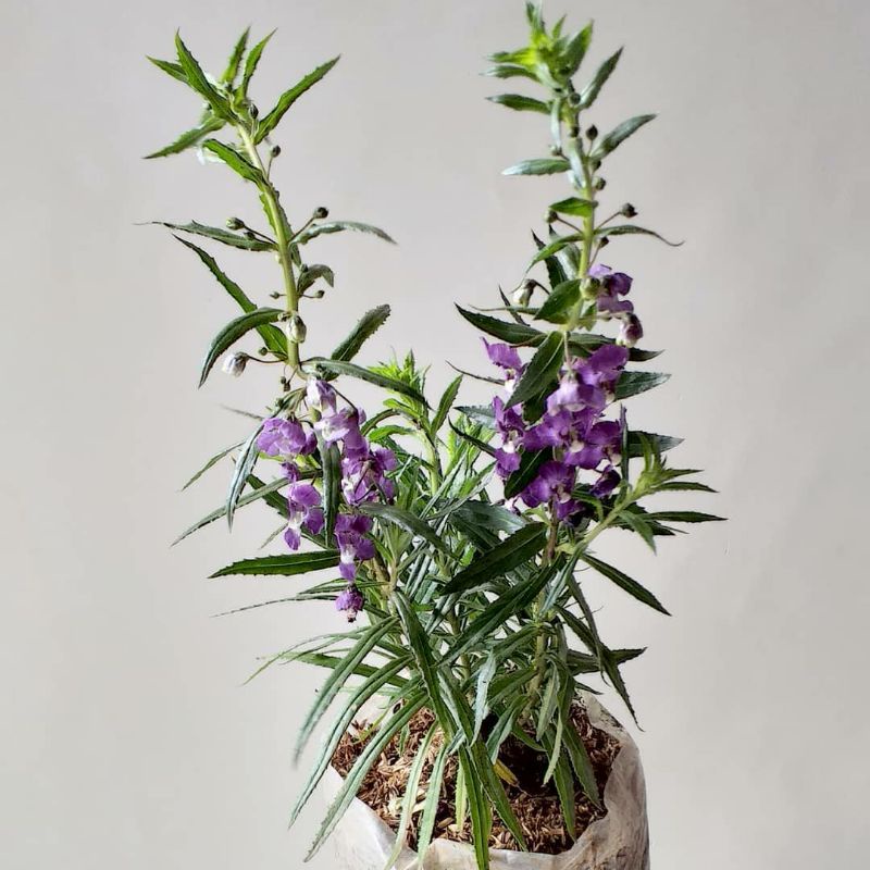 Tanaman Hias lavender asli