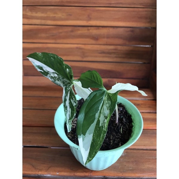 Syngonium Variegata | Syngonium varigata