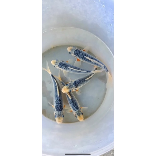 ikan koi blitar asagi