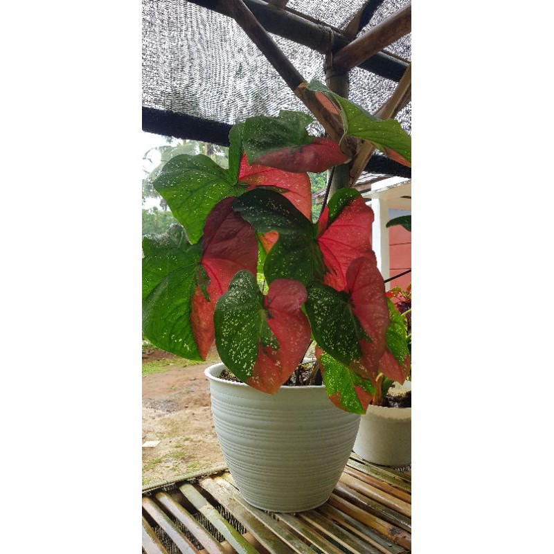 Keladi Baret Indukan